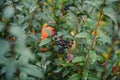 Close up privet plant Ã¢â¬â Ligustrum vulgare shrub